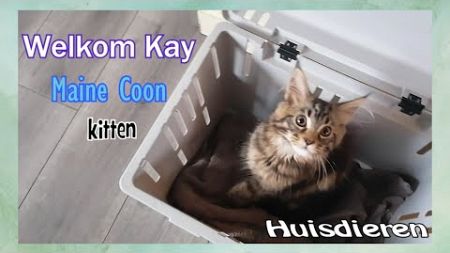 Welkom Kay ♥ Maine Coon kitten - Huisdieren 🐾 - Deel 26 - Noa Ashley