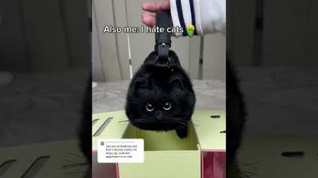 No I’m not 😭 #catlover #cat #fashion #handbags