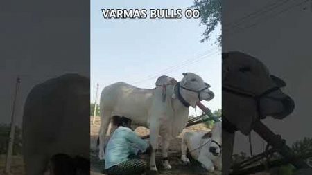 #bullslove#cow #humanity #socialmedia #farmer #subscribeformorecontent #youtubeshorts #subscribenow🔔