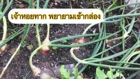 เก็บผลผลิตหอมแดงไทย ในต่างแดน