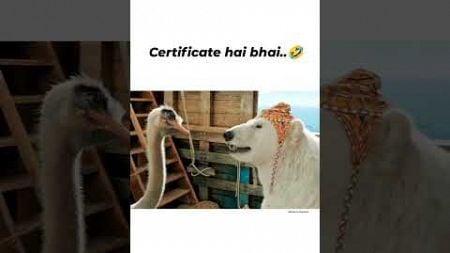 Certificate h bhai #funny #entertainment #reels #viral #subscribe #fun #shorts #shortvideo #love