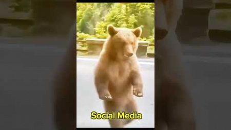 Social Media Vs Real Bear #bear #animals #strong #wildlife #naturelovers