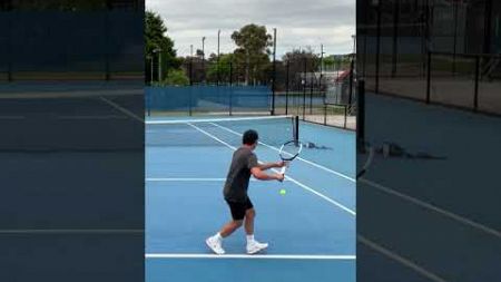 perfect lob #shorts #tennis