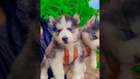 #husky blue brown colour available for sale #blogging boy from