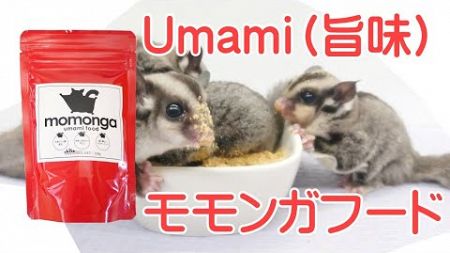Umami(旨味)モモンガフード商品説明⭐︎
