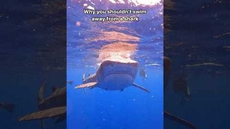 NEVER Swim Away From A Shark 😮🙏🏽 #shark #education #behavior #respect #wildlife #a