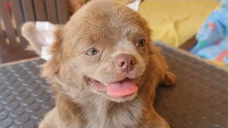 💥 Акция 💥ПАТРИОТ длинношерстный лиловый чихуахуа продажа питомник Кастропуло Крым #собака #puppy