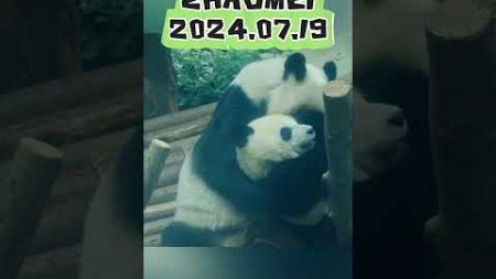 ZHAOMEI2024.07.19 #panda #zoo #animals #cute #宠物 #funny #寵物 #cutepanda #eating #pets