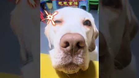 這樣子算鼻毛外露嗎？😅 #dog #宠物 #寵物 #拉布拉多 #狗 #狗狗 #萌宠 #萌宠出道计划 #萌寵 #小動物 ￼
