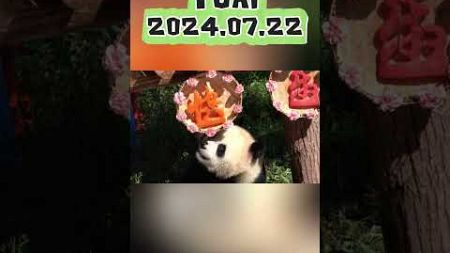 YUAI2024.07.22 #panda #zoo #animals #cute #宠物 #cutepanda #寵物 #funny #love #adorable