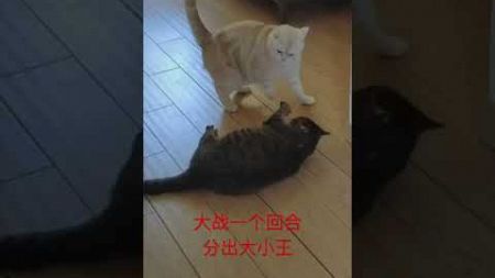 狸花猫落荒而逃了 #治愈猫咪 #cat #宠物