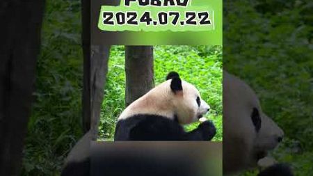 FUBAO2024.07.22 #panda #zoo #animals #cute #宠物 #cutepanda #寵物 #funny #love #adorable