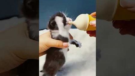Kucing Lucu #小猫们 #宠物 #猫短视频 #小猫 #病毒视频 #anabul #cuteanimal #cute #catlover #cat #shorts #cats #funny