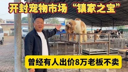 开封宠物市场“镇家之宝”，这狗曾经有人出价8万，老板不卖