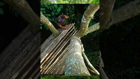 Build a great shelter in a tree #survival #bushcraft #outdoors #shelter #camping