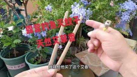 露营钓鱼灭蚊子 艾草香#阳台种植 #养花是一种乐趣