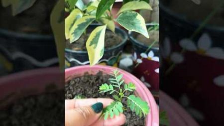 Bhumi Amla #plants #￼health medicine #gardening #science #grownaturally #plant #shortvideo