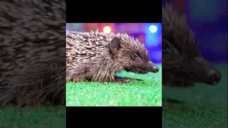 Igel ist an die Umgebung gewöhnt.