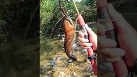このエビを川にぶち込んだら#釣り#アウトドア #fishing #vlog #camping #社畜