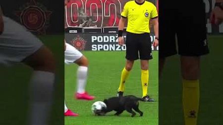#dog #football #animals #pets #futbol #worldcup #fifa #liverpool #sports #フットボール #shorts #viral