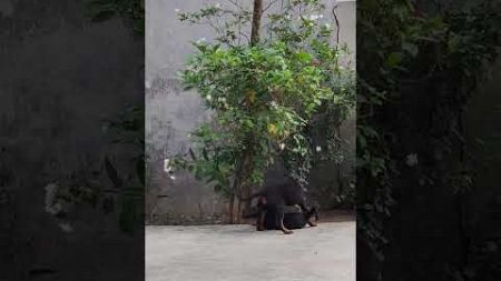 Male Rottweiler puppy attack female Rottweiler puppy #pet #shortfeed #shots #sortvideo #blogging