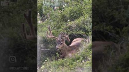 UTAH MULE DEER SCOUTING MISSION