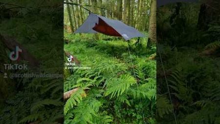 Solo hammock camp in the forest @Amok #Staywild #Camping #hammock