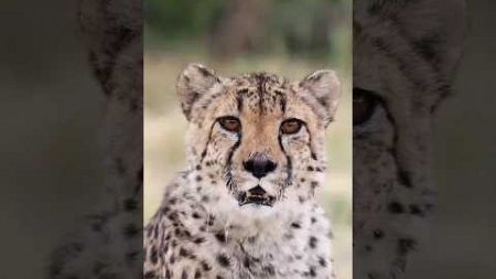 pet a cheetah in Africa || OMG 😱 #shorts #mrbeast #cheetah