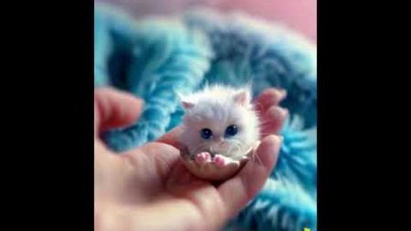 Do you want to have a cute pet like this？#Teacup Cat #Super cute #Baby cat #Cute