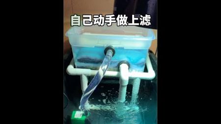 【短视频】水龟环境自己动手做上滤｜何山爱龟说