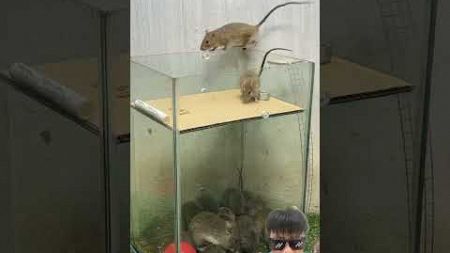 最高のネズミ捕り // ペットボトルからネズミ捕りを作る最も効果的な方法 #rattrap #rat #mousetrap #ネズミ捕り