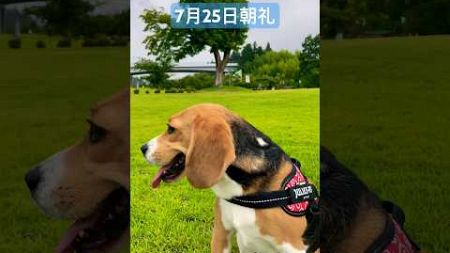 7月25日の朝礼に参加するビーグル犬#ビーグル#beagle