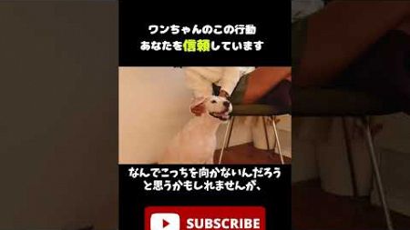 ワンちゃんのこの行動、あなたを信頼しています #犬 #ペット #雑学