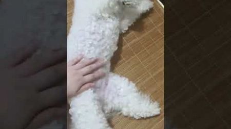 一摸肚皮就这样#cute #pets #cutedog #puppy #toypoodle #可愛い #宠物 #funny