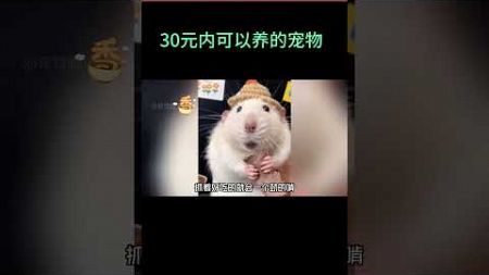 30元就可以养的宠物你最喜欢哪个？