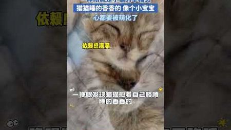 一睁眼就是小猫的幸福感，只有养猫的才懂得~ #pets #宠物 #cat