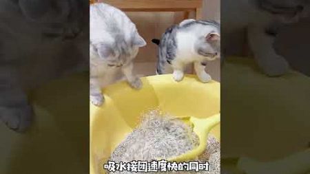 这种视角看小猫咪尿niao也太有意思啦，这个猫砂它是真的很喜欢哦