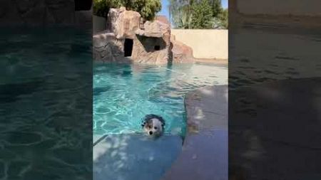 My Corgi swimming in a pool. #Corgi #宠物 #Dogs #柯基 #puppy #dogswimming