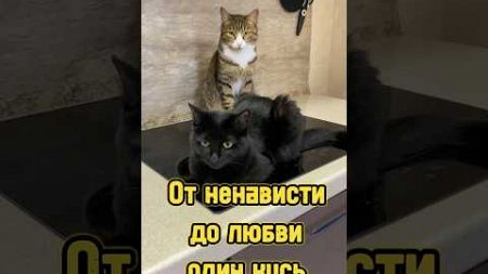 От ненависти до любви один кусь 😻 #питомцы #котики #cat #кот #кошка