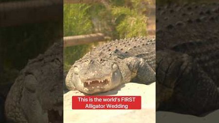 Alligator Gets Cold Feet At Wedding 😳🐊#shorts #alligator