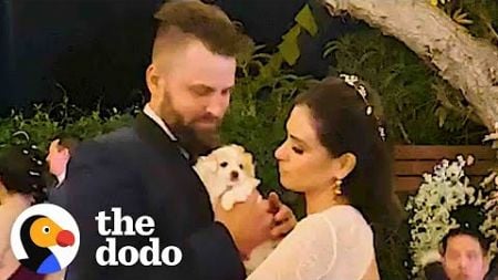 Couple Fosters Puppies Right Before Wedding | The Dodo