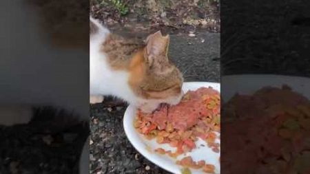 ウェットフードで水分補給する猫　Cats rehydrated with wet food #shorts #野良猫 #cat