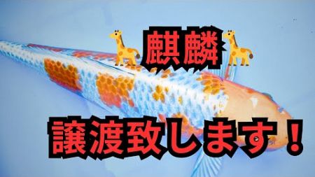 『譲渡』販売鯉の紹介とでかい鯉を譲渡致します！#錦鯉 #koi#nishikigoi#泳ぐ宝石