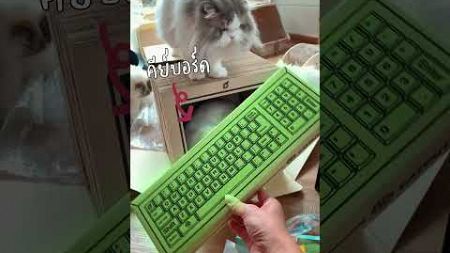 ทำไมน้องแมวชอบมานั่งทับหน้าจอคอมพิวเตอร์หรือ Note Bookถ้าอยากรู้ต้องดูคลิปนี้ |Deejaworld #cat #แมว