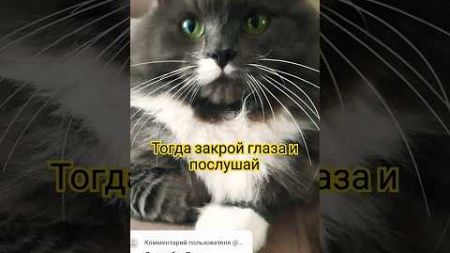 Бонечка #ЯТебяОченьСильноЛюблю #cat #подпишишь #котики #shortvideo #мем #жизнькота #домашниепитомцы
