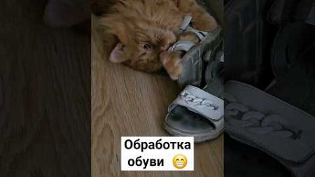 #cute #orangecat #cat #кот #безкотажизньнета #рыжийкот #funnycats #рыжик #домашниепитомцы #котейка