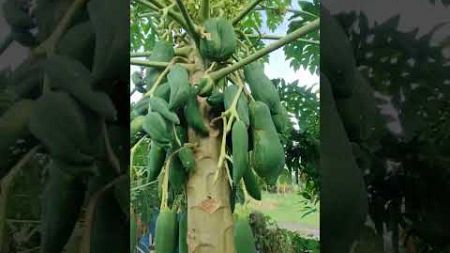 ปลูกมะละกอไม่ถึงปี ให้ผลผลิตเยอะมาก #มะละกอ #ต้นมะละกอแขกดำ #ทัสไทยบ้าน