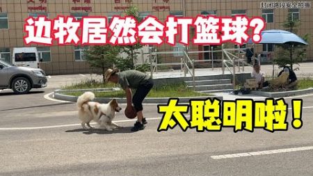 【正版小七的旅行第234集】一人一狗自駕環遊中國，你見過會打籃球的狗狗嗎有小米的陪伴真的很幸福！