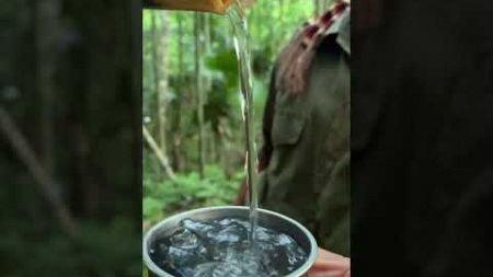 &quot;Extracting Water from Trees: Essential Survival Hack&quot; #survival #bushcraft #camping #outdoors