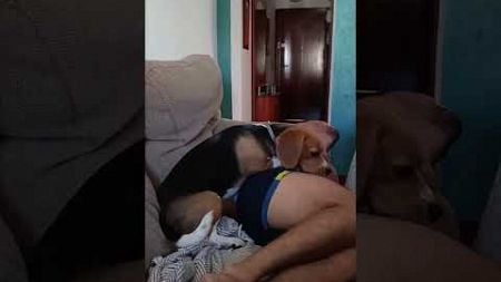 Dog Accidentally Kicks Man&#39;s Crotch While Playing on Couch
